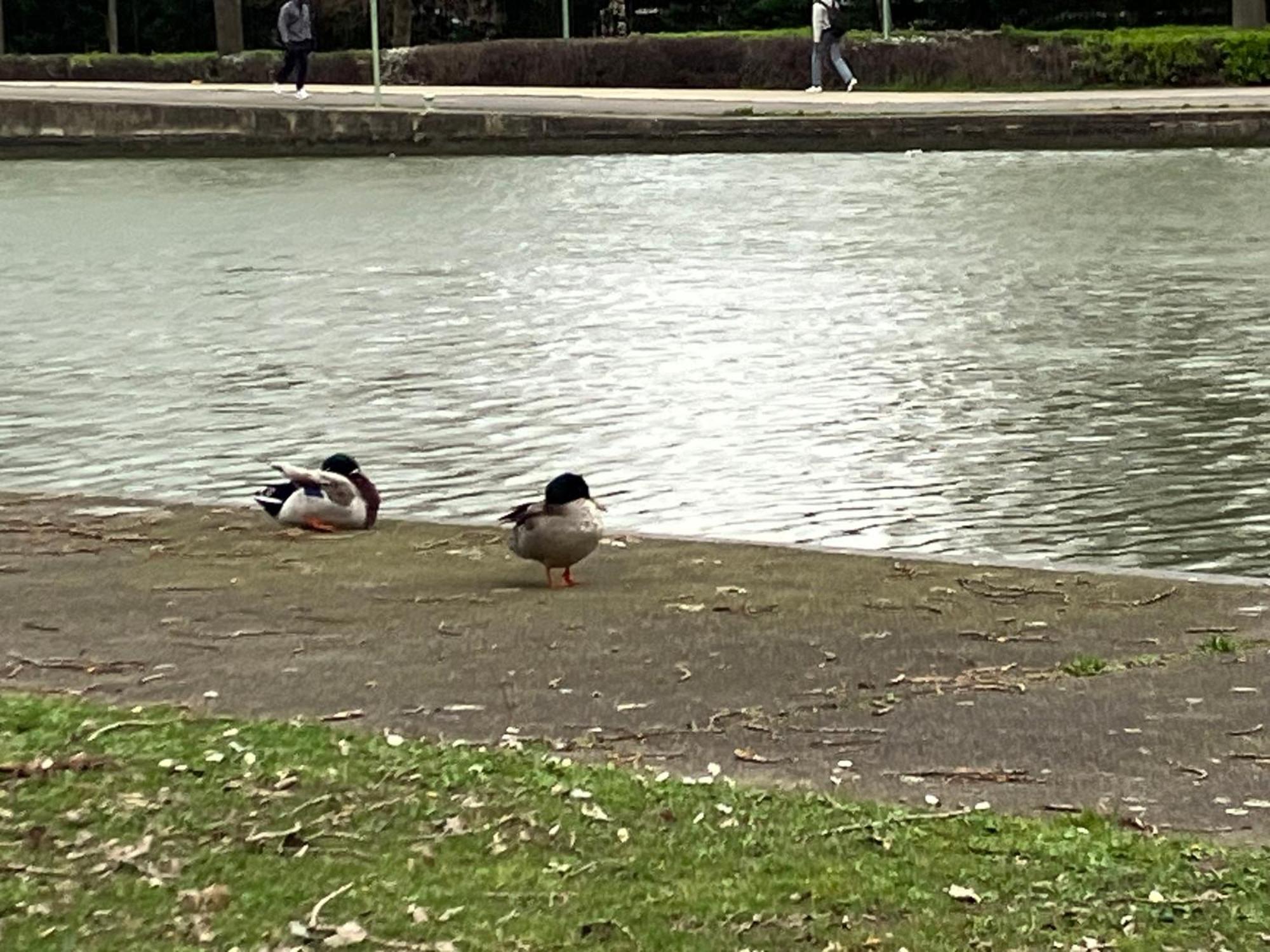 Appartement Sur Et Garage Au Stade De France A 2 Mn De Paris, 20 De Roissy Cdg Et 30 De La Defense Animaux Bienvenus Saint-Denis  Luaran gambar